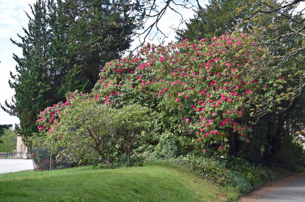 tyntesfield44.jpg