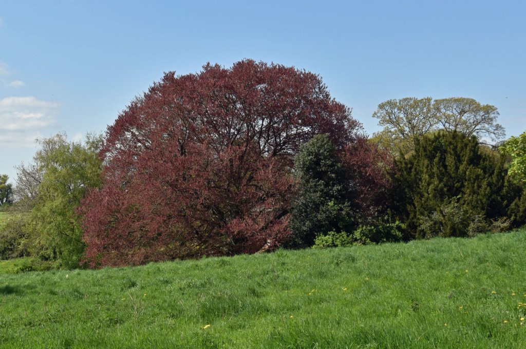tyntesfield5.jpg