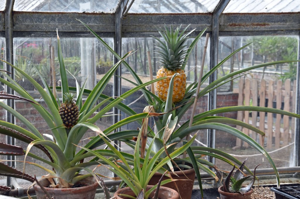 tyntesfield54.jpg