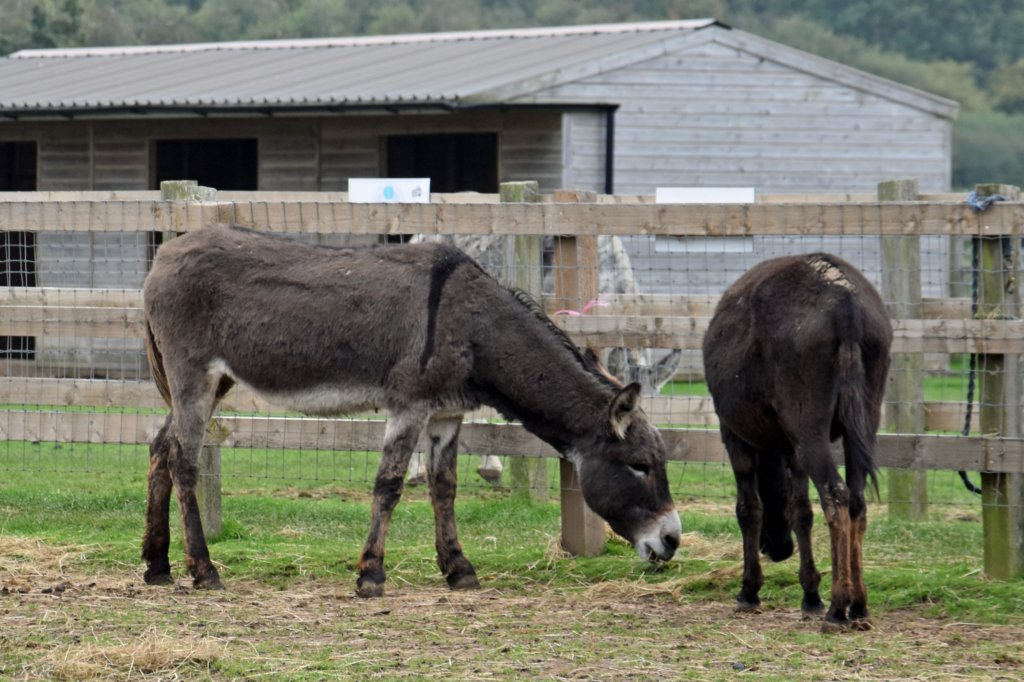 isleofwightdonkeysanctuary.jpg