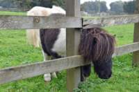 isleofwightdonkeysanctuary14_small.jpg
