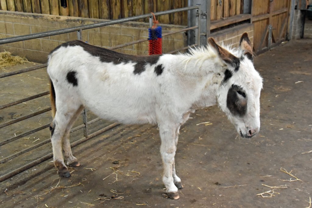 isleofwightdonkeysanctuary16.jpg