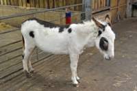 isleofwightdonkeysanctuary16_small.jpg