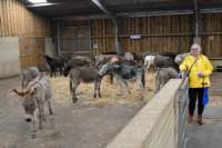 isleofwightdonkeysanctuary17_small.jpg