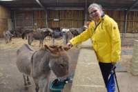 isleofwightdonkeysanctuary18_small.jpg