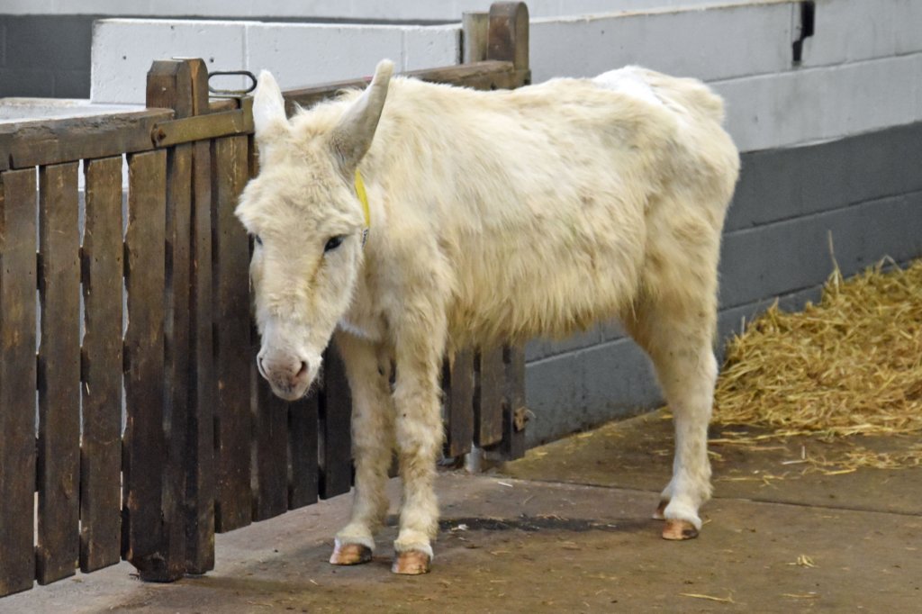 isleofwightdonkeysanctuary19.jpg