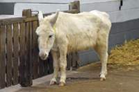 isleofwightdonkeysanctuary19_small.jpg