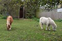 isleofwightdonkeysanctuary20_small.jpg