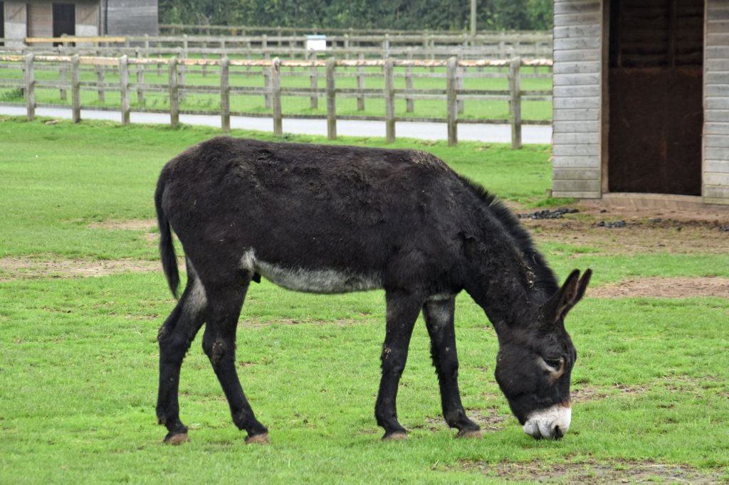 isleofwightdonkeysanctuary21.jpg