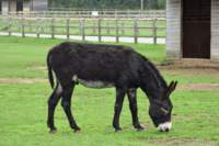 isleofwightdonkeysanctuary21_small.jpg