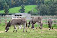 isleofwightdonkeysanctuary2_small.jpg