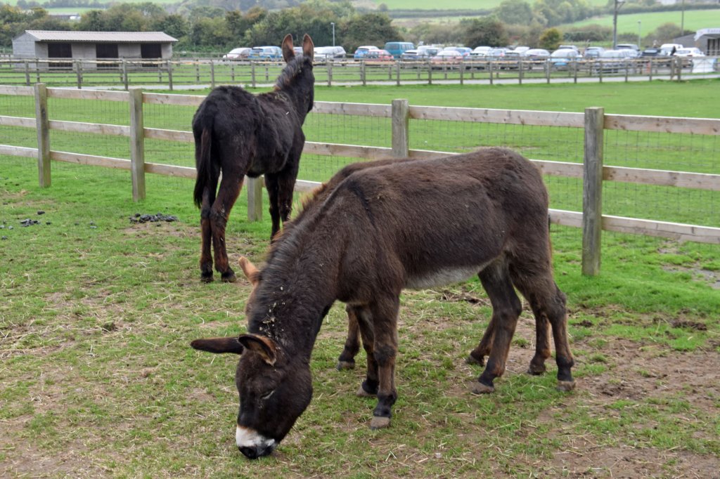 isleofwightdonkeysanctuary5.jpg