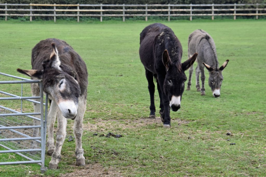 isleofwightdonkeysanctuary7.jpg
