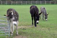 isleofwightdonkeysanctuary7_small.jpg