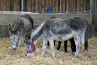 isleofwightdonkeysanctuary8_small.jpg