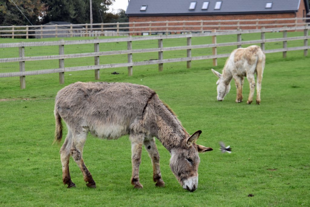 isleofwightdonkeysanctuary9.jpg