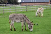 isleofwightdonkeysanctuary9_small.jpg
