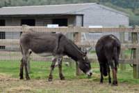 isleofwightdonkeysanctuary_small.jpg