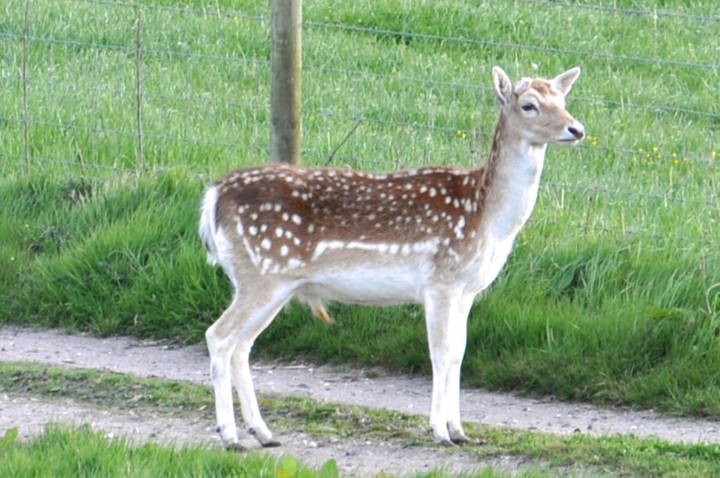 deernorden5thmay2017.jpg