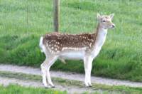 deernorden5thmay2017_small.jpg